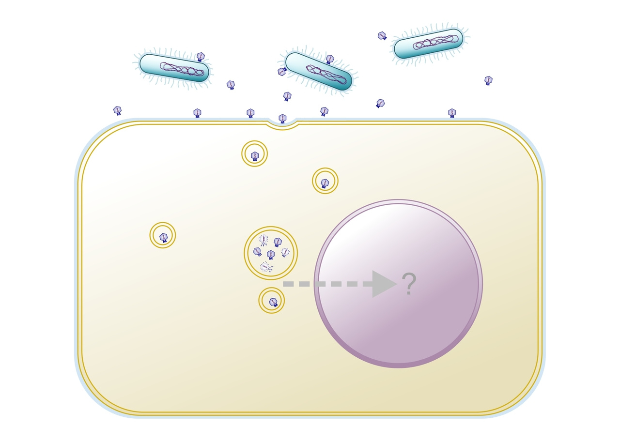 Phages crossing the border to eukaryotes